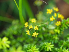 Bupleurum longiradiatum
