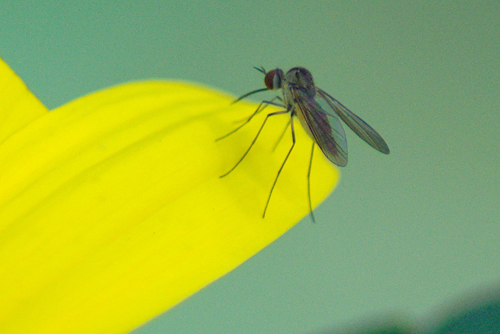 Geron calvus