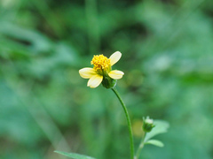 Bidens biternata
