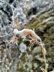 Timaspis phoenixopodos