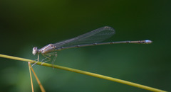 Enallagma vesperum