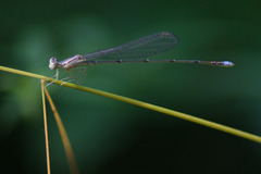 Enallagma vesperum