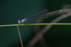 Enallagma vesperum