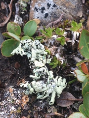 Xanthoparmelia coloradoensis