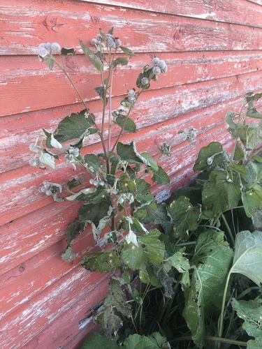 Woolly Burdock