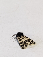 Apantesis nevadensis