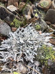 Thamnolia vermicularis vermicularis