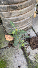 Phyllanthus urinaria