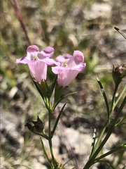 Agalinis aspera