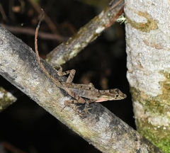 Anolis naufragus