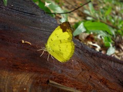 Eurema simulatrix tecmessa