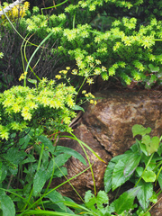 Bupleurum longiradiatum