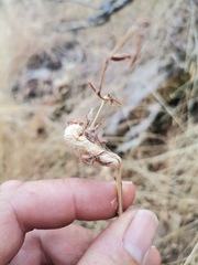 Timaspis phoenixopodos
