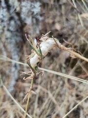 Timaspis phoenixopodos