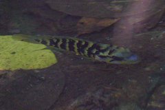 Parachromis friedrichsthalii