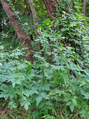 Bidens biternata