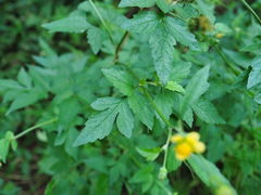 Bidens biternata