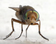 Brachycera