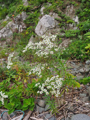 Achillea ptarmica macrocephala