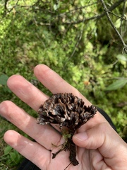 Thelephora anthocephala