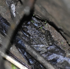 Eleutherodactylus cystignathoides