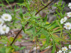 Achillea ptarmica macrocephala