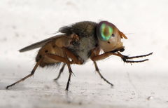 Brachycera