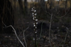 Prasophyllum hians