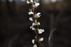 Prasophyllum hians