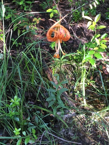 Lilium michauxii image