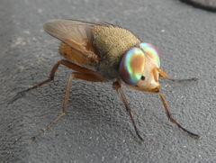 Brachycera