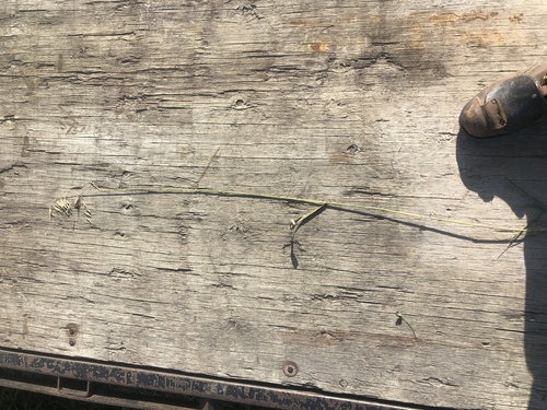 Smooth Brome