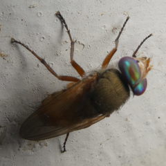 Brachycera