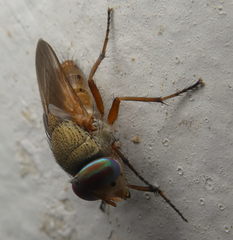 Brachycera