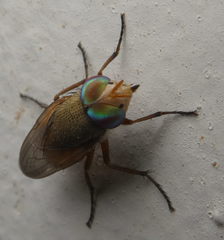 Brachycera