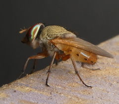 Brachycera