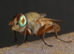 Brachycera