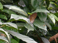 Euploea eyndhovii gardineri