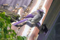 Aphelocoma woodhouseii