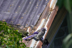 Aphelocoma woodhouseii