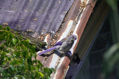 Aphelocoma woodhouseii