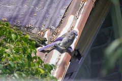 Aphelocoma woodhouseii