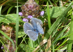 Polyommatus icarus