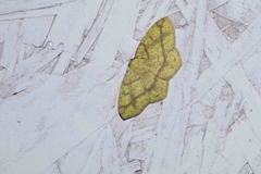 Periclina syctaria