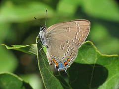 Satyrium edwardsii