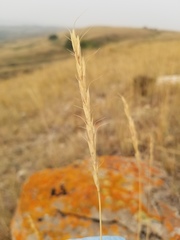Elymus albicans