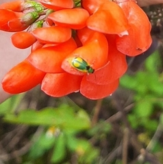 Diabrotica scutellata