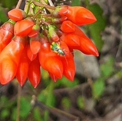 Diabrotica scutellata