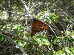 Danaus eresimus plexaure