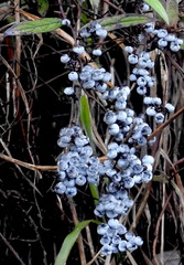 Gaultheria semi-infera